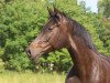 broodmare B-Miss Moneypenny (Holsteiner, 2009, from Crawford)