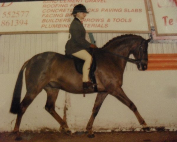 Pferd Pitchwood Playboy (British Riding Pony, 1990, von Keston Fidelity)