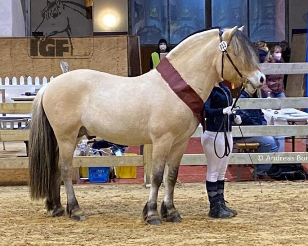 stallion Sisco Solfin (Fjord Horse, 2018, from Solfin Skovå)