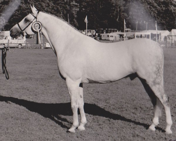 stallion Roedean Rhythm 'n Blues (Arab half breed / Partbred, 1975, from Donax ox)