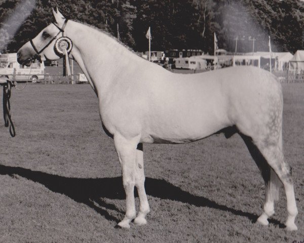 Deckhengst Roedean Rhythm 'n Blues (Arabisches Halbblut / Partbred, 1975, von Donax ox)