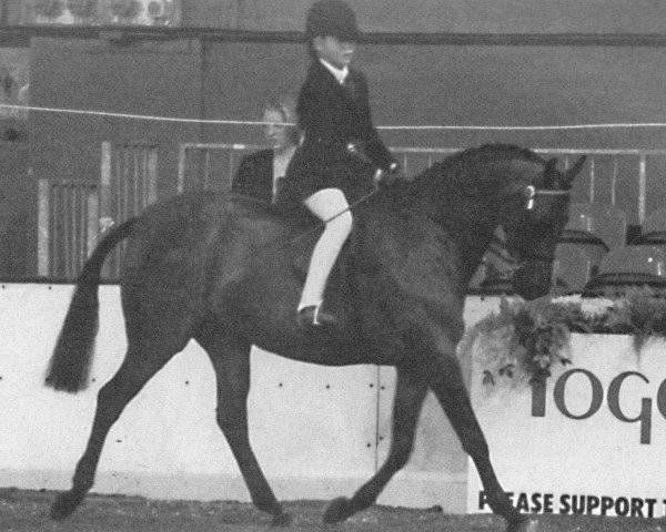 Pferd Necta Night Surprise (British Riding Pony, 1988, von Yealand Nemesis)