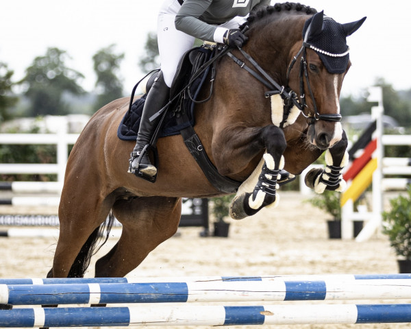 jumper Chepinga T (German Warmblood, 2018, from Ab 19 Chepetto)
