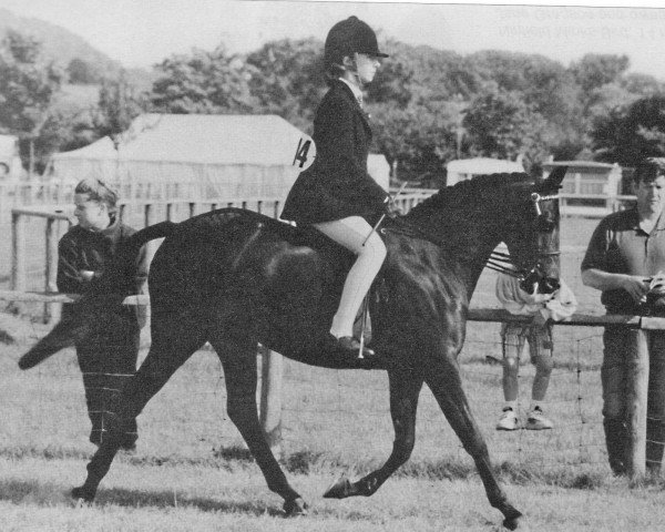 broodmare Catherston Night Charm (British Riding Pony,  , from Catherston Night Safe)