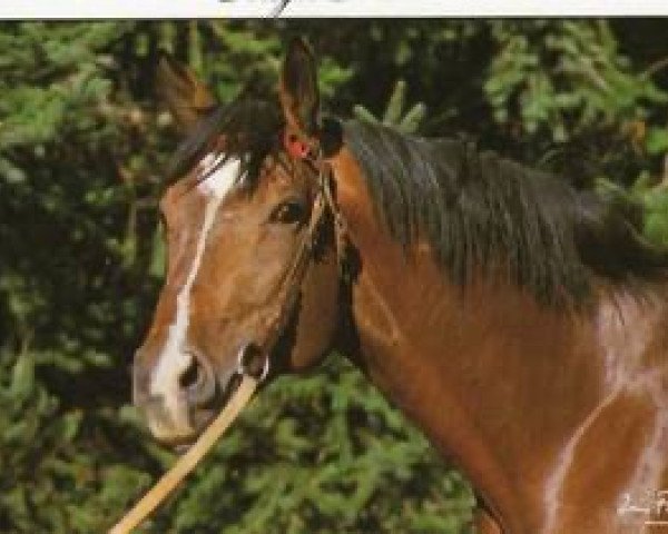 stallion Oracle du Logis AA (Anglo-Arabs, 1980, from Tcherkess AA)