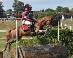 Springpferd Saturne Champeix (Anglo-Araber, 2006, von Tunes of Glory AA)