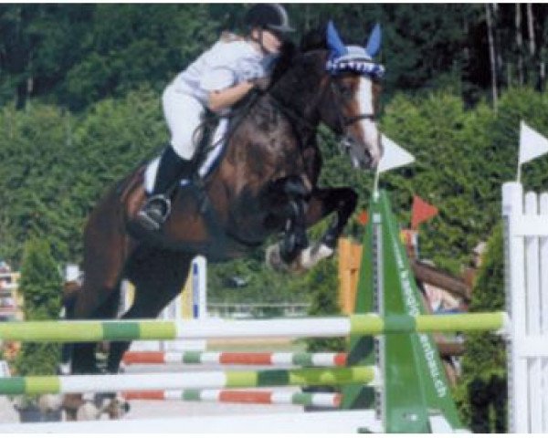 stallion Saphir von der Rossi CH (Swiss Warmblood, 2000, from Sir Libero)