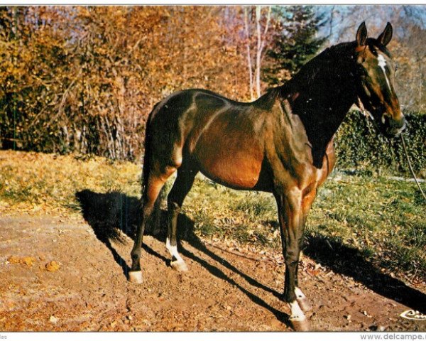 stallion Baraki AA (Anglo-Arabs, 1958, from Le Tigre II xx)