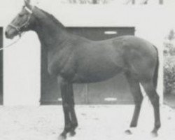 stallion Bamako AA (Anglo-Arabs, 1970, from Baraki AA)