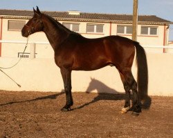 stallion Lamour Champeix AA (Anglo-Arabs, 1999, from Phosph'Or AA)