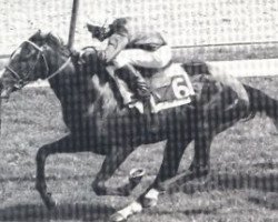 stallion Air de Cour xx (Thoroughbred, 1982, from Vigors xx)