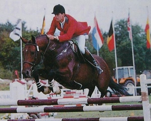 stallion Semour de Savinia (Selle Français, 1984, from Guenour)