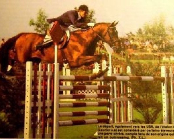stallion Guenour (Selle Français, 1972, from Laurier AA)