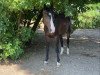 jumper Bognar Hamis (Hungarian Warmblood, 2012, from Hamlet)