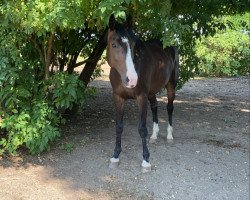 jumper Bognar Hamis (Hungarian Warmblood, 2012, from Hamlet)