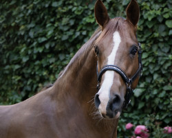 dressage horse Cookie Dough 6 (German Riding Pony, 2016, from Cocktailzauber)