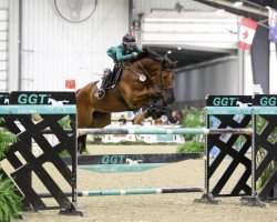 dressage horse Vegas H (Hanoverian, 2013, from Valentino)