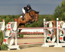 jumper Diamo Ck Z (Zangersheide riding horse, 2013, from Diamant de Semilly)