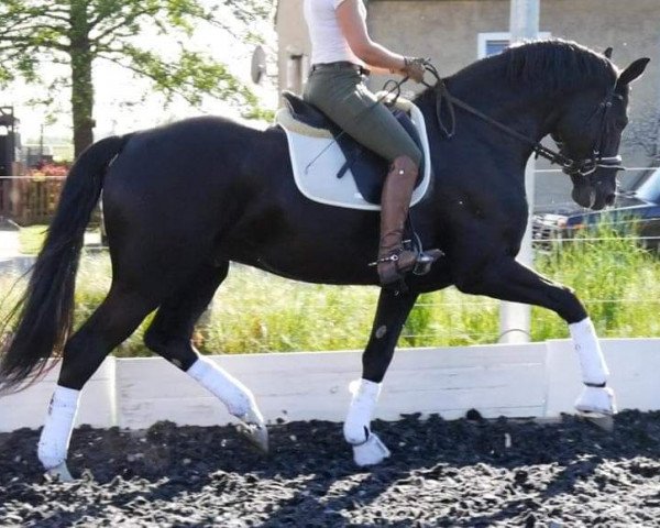 stallion Baju B (Hanoverian, 2015, from Belantis)
