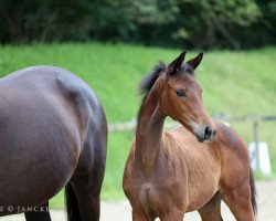 dressage horse Imperial Star (Trakehner, 2023, from Imperial Valley)