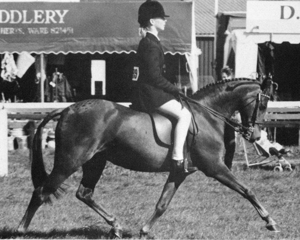 Pferd Stanley Grange Solitaire (British Riding Pony, 1977, von Basford Elegant)