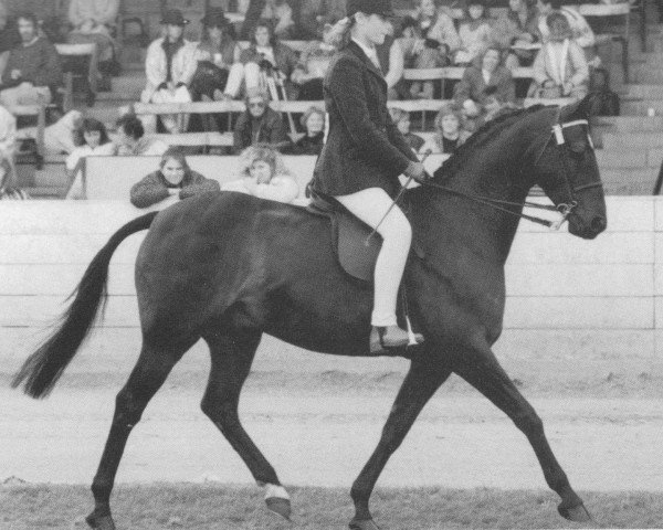 Pferd Stenigot Night Jar (British Riding Pony, 1980, von Rosslyn Sandalwood)