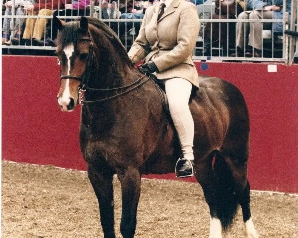 Pferd Ryall Democrat (Welsh-Cob (Sek. C), 1983, von Nebo More Magic)