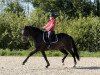 dressage horse Sky Is No Limit (Westphalian, 2011, from Silbermond)