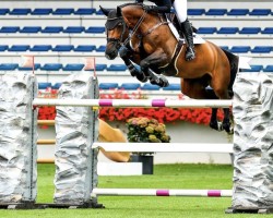 broodmare Nebraska van 't Vianahof (Belgian Warmblood, 2013, from Elvis Ter Putte)