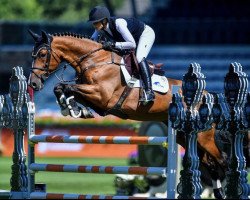 jumper Marco Monet (Swedish Warmblood, 2016, from Irco Marco)