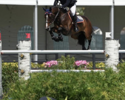 broodmare Gigi-Carmen (KWPN (Royal Dutch Sporthorse), 2011, from Bacardi VDL)