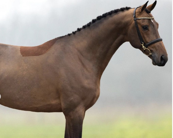 stallion Horizontal (Selle Français, 2017, from Casall)