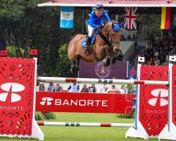 stallion Corelli de Mies (Spanish Sport Horse, 2011, from Calvaro Z)