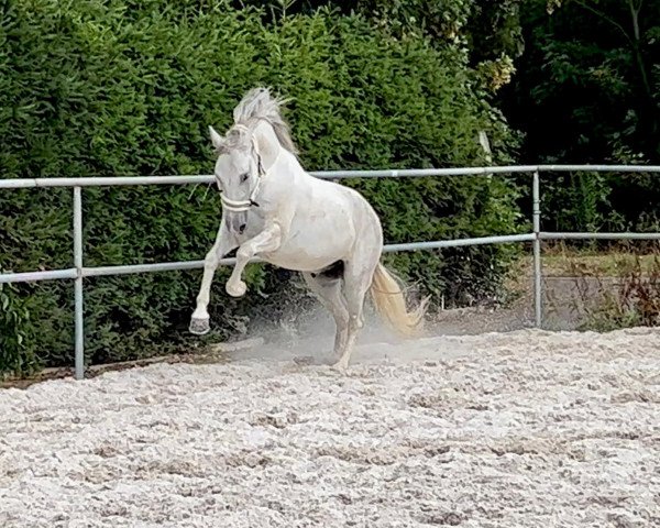 Pferd Wallach (Andalusier, 2018)