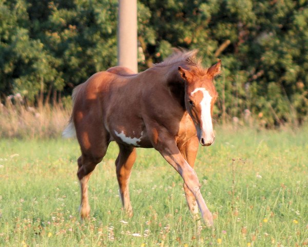 Pferd Strawberry Gun (Paint Horse, 2023)