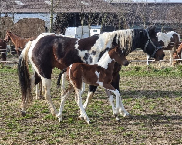 Zuchtstute Princess Kasjopeia (Paint Horse, 2014)