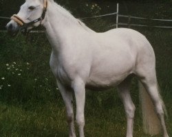 broodmare Madonna (German Riding Pony, 1996, from Merano)