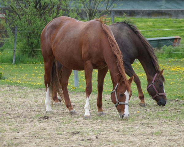 Zuchtstute CR Revulotions Fame (Quarter Horse, 2017)