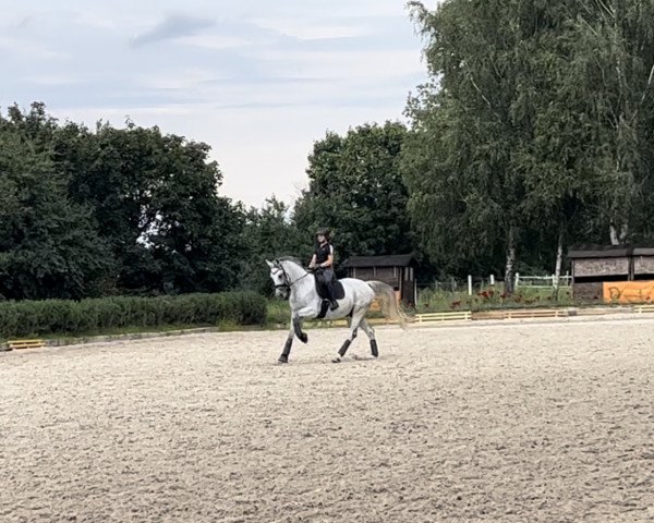 stallion Belantis Hit (German Sport Horse, 2014, from Belantis)