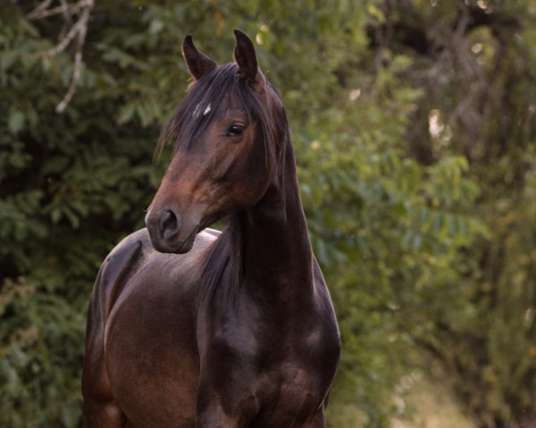 dressage horse Stute von Fidano / Alter Fritz (Holsteiner, 2022, from Fidano)