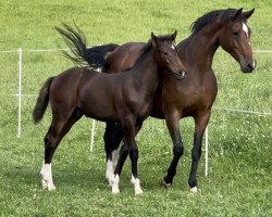 Pferd Daconti G (Westfale, 2021, von Diacontinus)