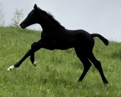 Pferd Dia Con Joy G (Westfale, 2023, von Diacontinus)