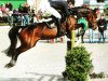 broodmare Palma SB (Westphalian, 2005, from Holland)