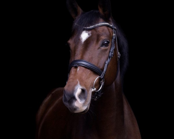 dressage horse Lambada R (Bavarian, 2011, from Amantus)