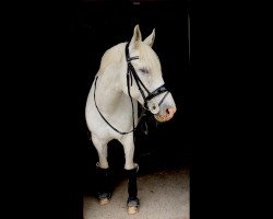 Zuchtstute Pearl (Polnisches Warmblut, 2009, von Liban)