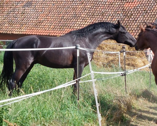 dressage horse Brahmshofs Bailador (Oldenburg, 2021, from Baju B)