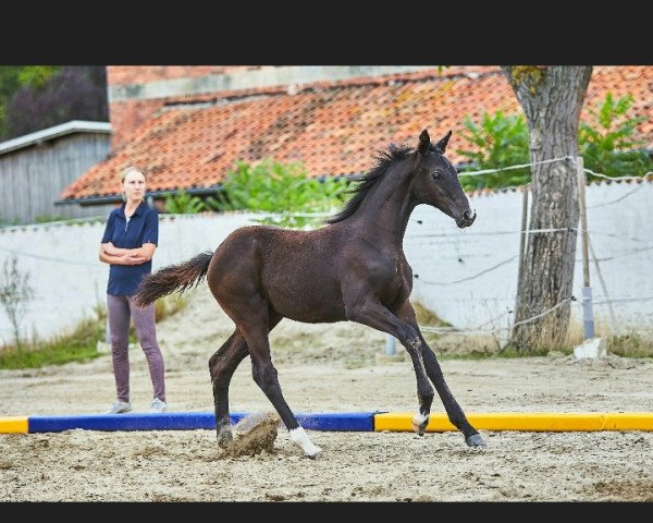 broodmare Brahmshofs Daila (Oldenburg, 2020, from Baju B)