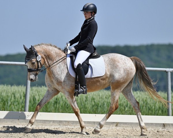 horse Call me Pippilotta (German Riding Pony, 2014, from Vis-A-Vis II)
