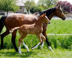 dressage horse Brahmshofs Benito (Oldenburg, 2020, from Baju B)