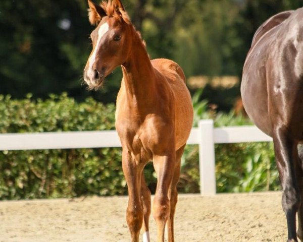 dressage horse Brahmshofs Daria (Oldenburg, 2023, from Belissimo NRW)